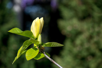 Close-up of a blossoming magnolia - selective focus, copy space
