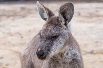 Australian kangaroo animal close up portrait