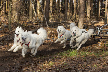 Vier-span witte slede honden rennen door het bos.