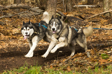 Twee husky sledehonden rennen door het bos.