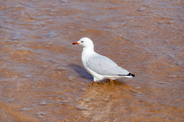 Silver gull, seagull bird in shallow waters on the beach