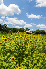 Summer Field of Sunflowers