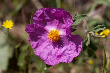 Pink rock rose (Cistus creticus)