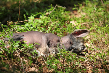 Nice chinese crested dog in forest