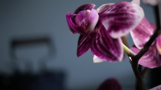 Carrello su orchidea rosa acceso - Low kwy