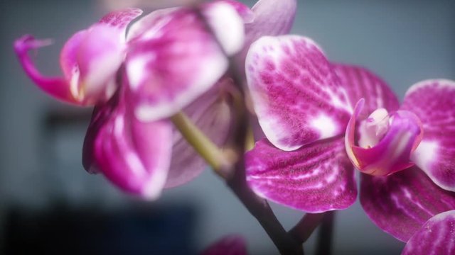 Carrello su orchidea rosa acceso con glow