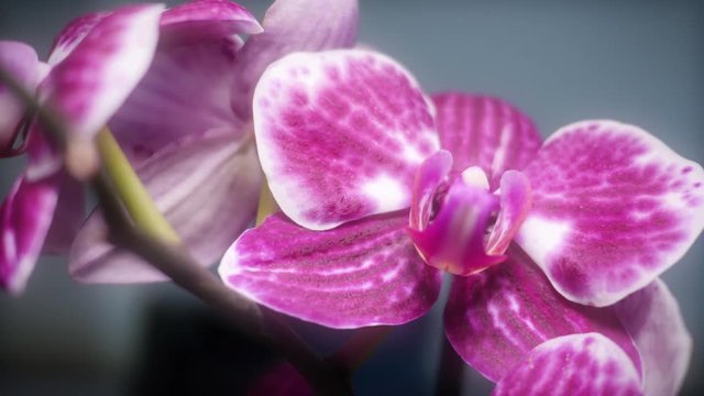 Carrello su orchidea rosa acceso con glow