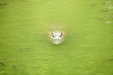 Crocodile in the green swamp swimming and sunbathing