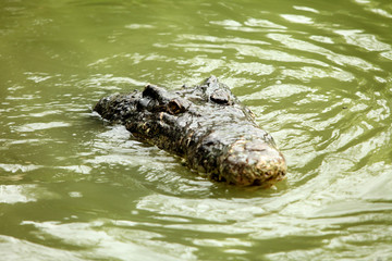 Crocodile in the green swamp swimming and sunbathing