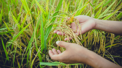 background handle Catch the rice yellow gold. During the harvest season. Asian thailand