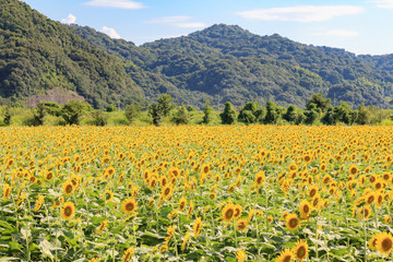 Fototapeta premium ひまわり -夏の風景-