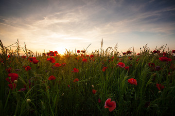 Poppy fields on sunset