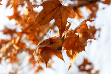 Fototapeta premium dried leaves, maple autumn leaves
