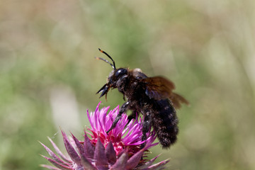 Violet carpenter bee (Xylocopa violacea)