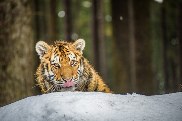 tiger, siberian tiger(Panthera tigris altaica)