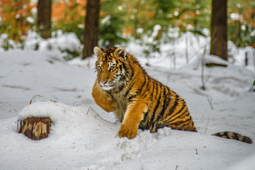 tiger, siberian tiger(Panthera tigris altaica)