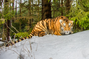 Fototapeta na wymiar tiger, siberian tiger(Panthera tigris altaica)