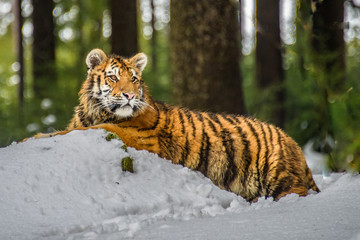 tiger, siberian tiger(Panthera tigris altaica)