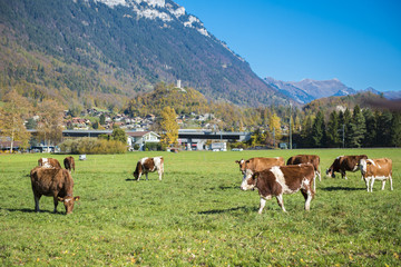 Fototapeta na wymiar Beautiful of Alps mountain and cattle and at Autumn in Interlaken canton, Switzerland
