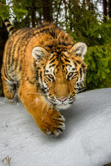 tiger, siberian tiger(Panthera tigris altaica)