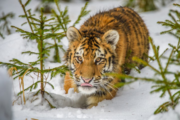 tiger, siberian tiger(Panthera tigris altaica)