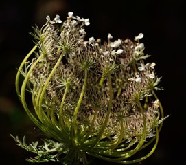 Floral head of wild carrot, beginning to close to protect the seeds