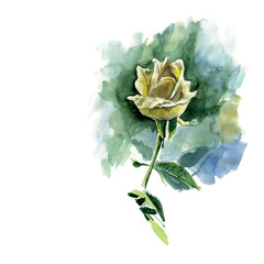 Hand drawn a yellow rose. watercolor