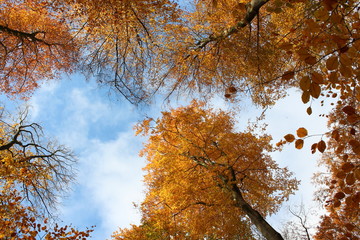 Orange treetops with bluesky in Autumn