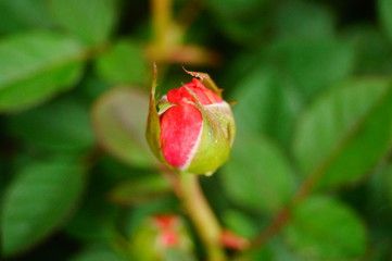 Rose flowers and flower buds, very beautiful