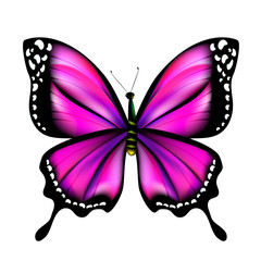 beautiful pink butterfly, isolated  on a white