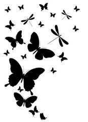 black butterfly, isolated on a white