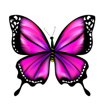 beautiful pink butterfly, isolated  on a white