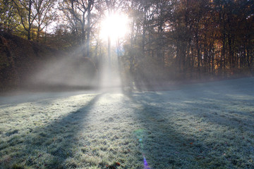 Sun beam through trees in the morning mist