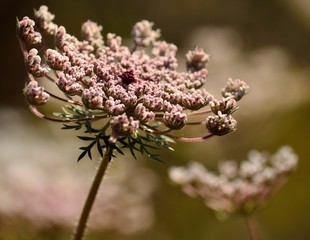 Isolated flower of wild carrot in foreground