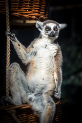 Lemur in charge