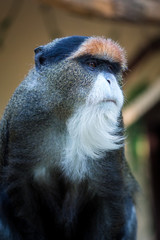 De Brazza's monkey