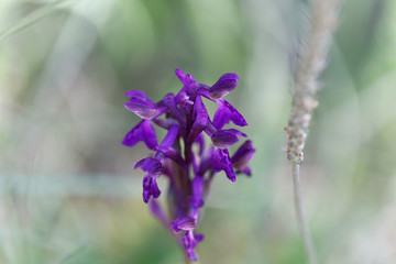 Flower of a green-winged orchid (Anacamptis morio)