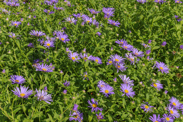Brachyscome iberidifolia, Blaues Gänseblümchen, Blumenwiese
