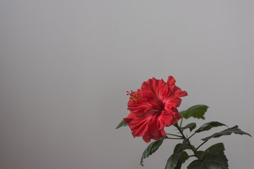 Red hibiscus flower on white background © IoaBal
