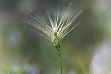 Ovate goatgrass (Aegilops geniculata)
