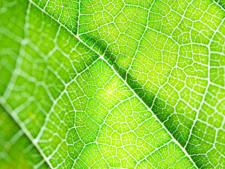 Select focust of green leaf texture macro and bleary of leaves texture.Useful as background.