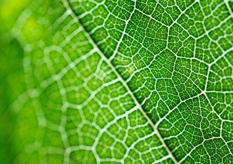 Select focus of green leaf texture macro and bleary of leaves texture.Useful as background.