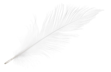 pure soft white feather