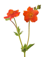 flower with orange blooms and green buds