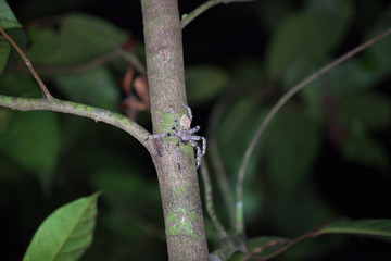 Araign&eacute;e - Costa Rica
