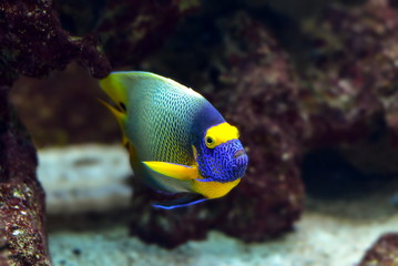 Fototapeta na wymiar Pazifikfisch im Korallenriff