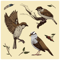birds fly in the air. sparrow and feather. engraved hand drawn in old sketch, vintage style for label. Nest with eggs. animals flutter their wings. forest beast