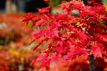 Maple leaf , Maple leaves, discolored leaves.