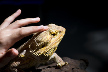 Woman touching gold iguana,Close-up Head of Reptile, Young gold Iguana isolated on black background.
