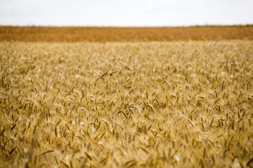 grain field in the summer